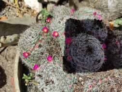 Imagem de Mammillaria flavicentra Backeb. ex Mottram