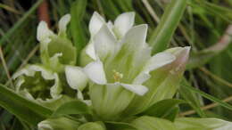 Image of Gentiana straminea Maxim.