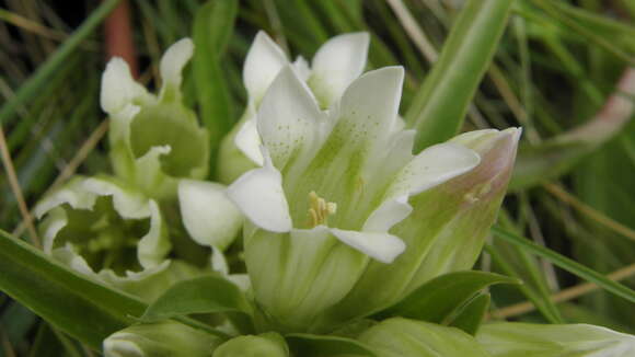 Imagem de Gentiana straminea Maxim.