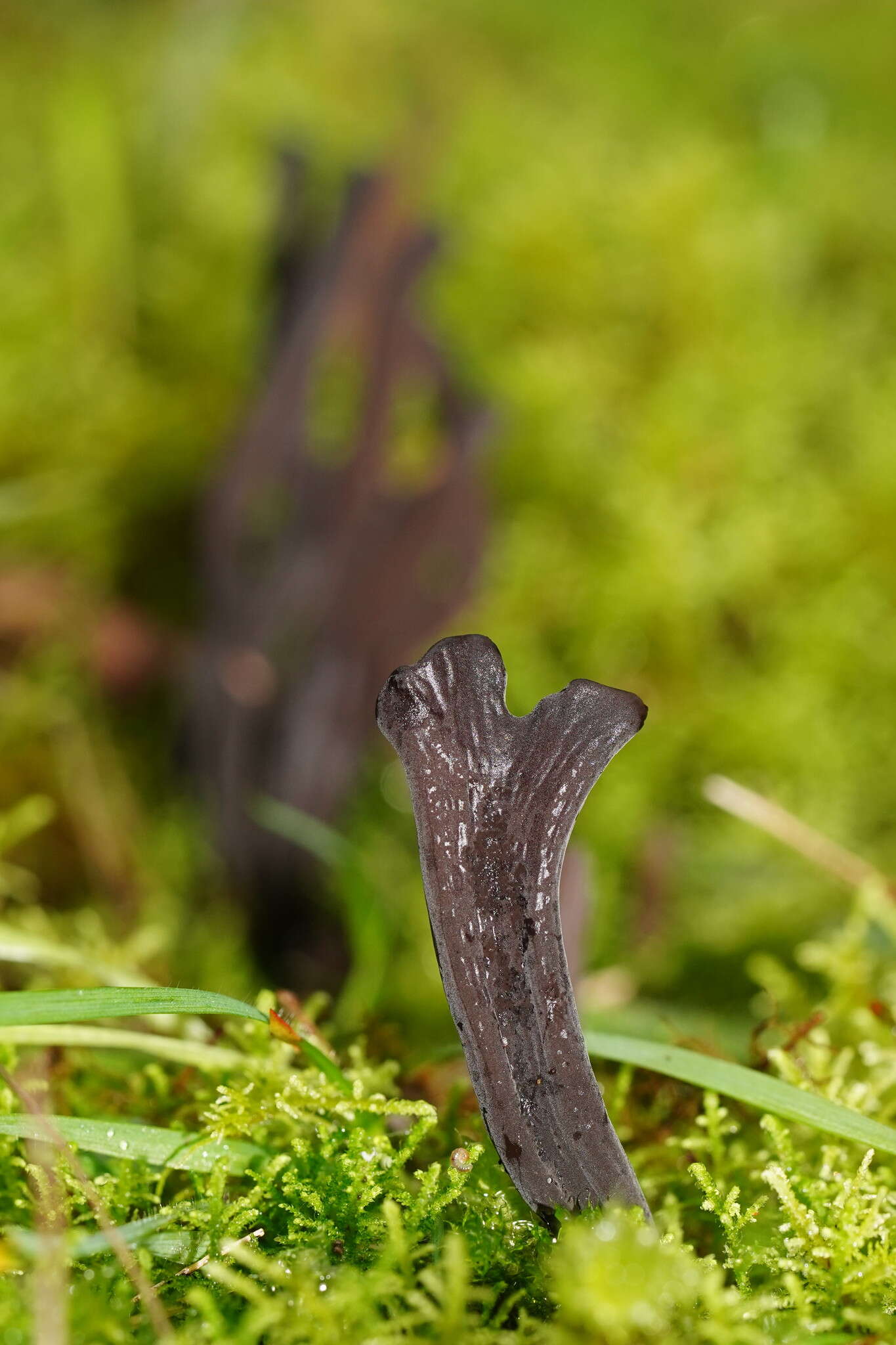 Image of Clavulina tasmanica (Berk. ex Cooke) Corner 1950