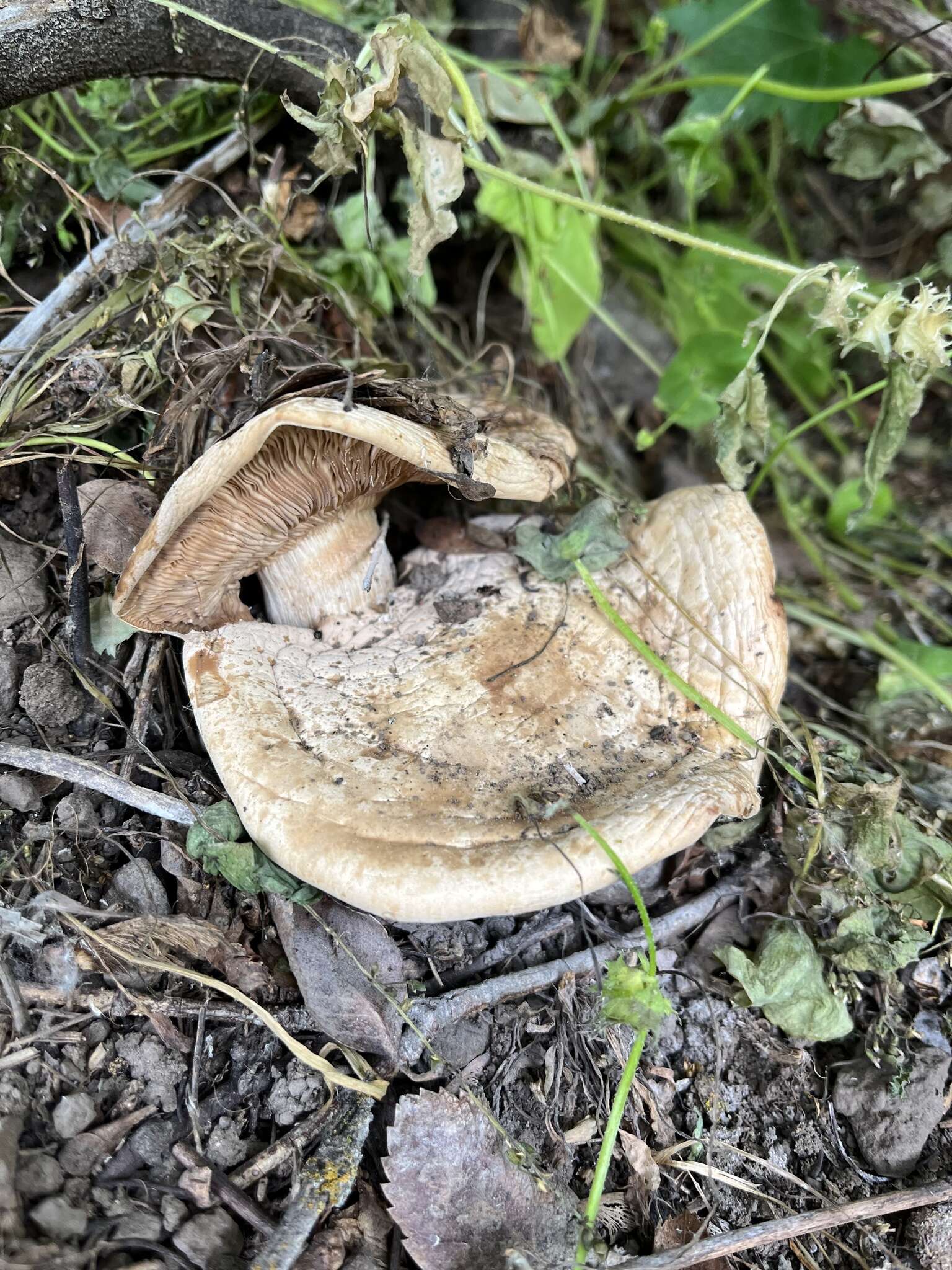 Image of Clitocybe albirhiza H. E. Bigelow & A. H. Sm. 1963