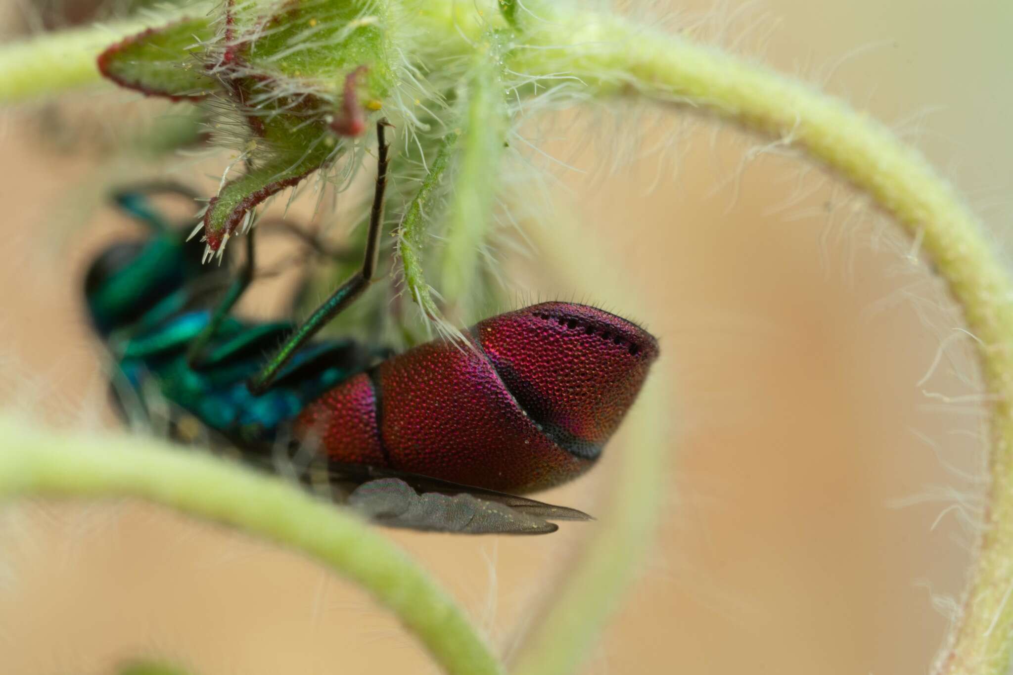 Image of <i>Chrysura rufiventris</i>