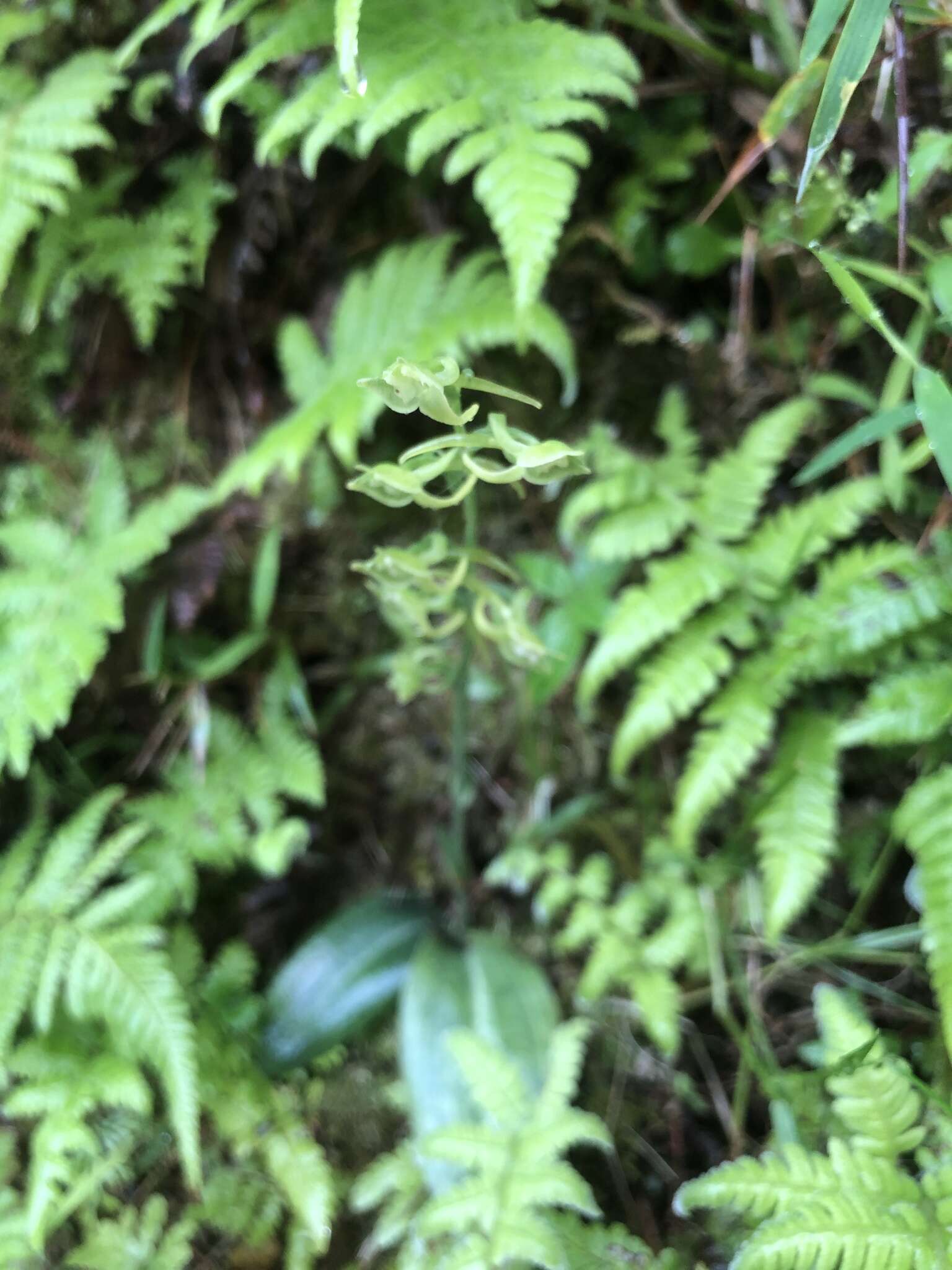 Image of Platanthera stenoglossa Hayata