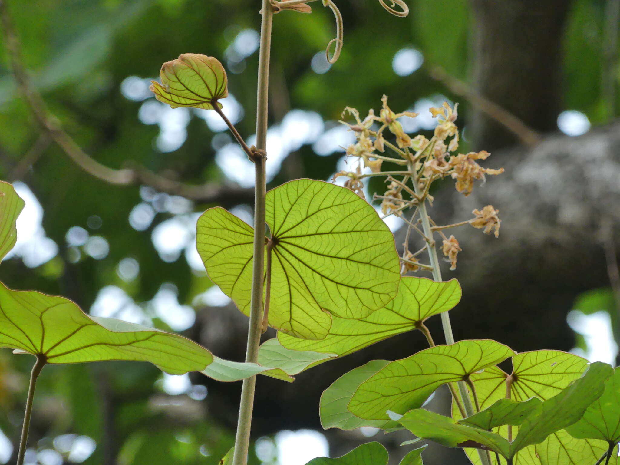 Image of Bauhinia vahlii Wight & Arn.