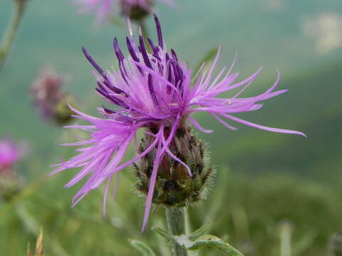 Centaurea ambigua Guss. resmi