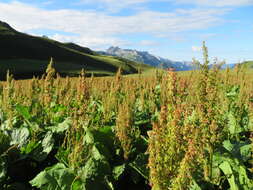 Image of Munk's rhubarb