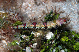 Image of Lizardfish