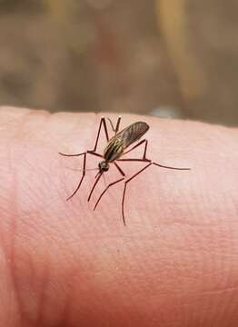 Image of Aedes geniculatus (Olivier 1791)