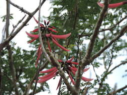 Image de Erythrina standleyana Krukoff