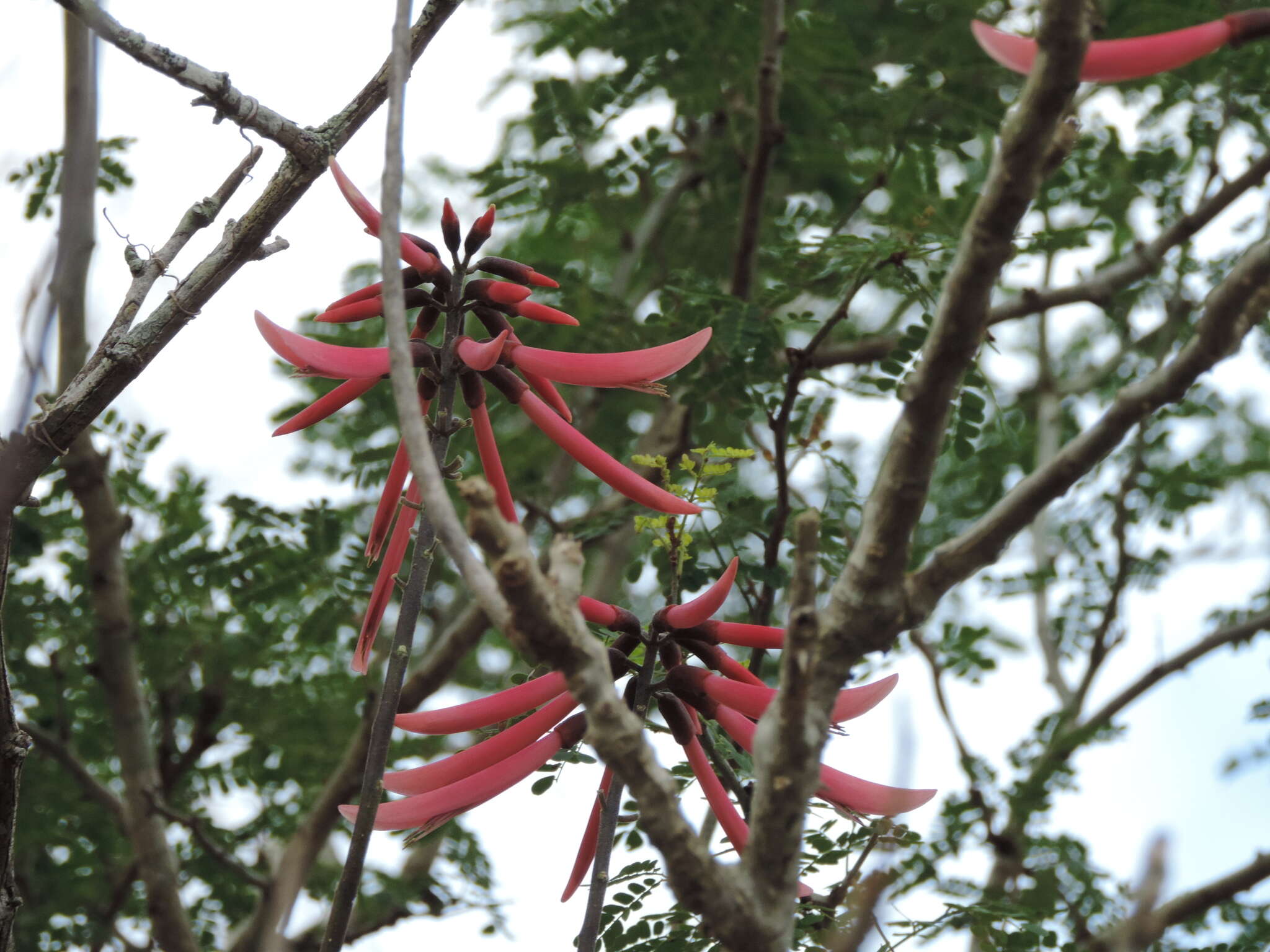 Image de Erythrina standleyana Krukoff