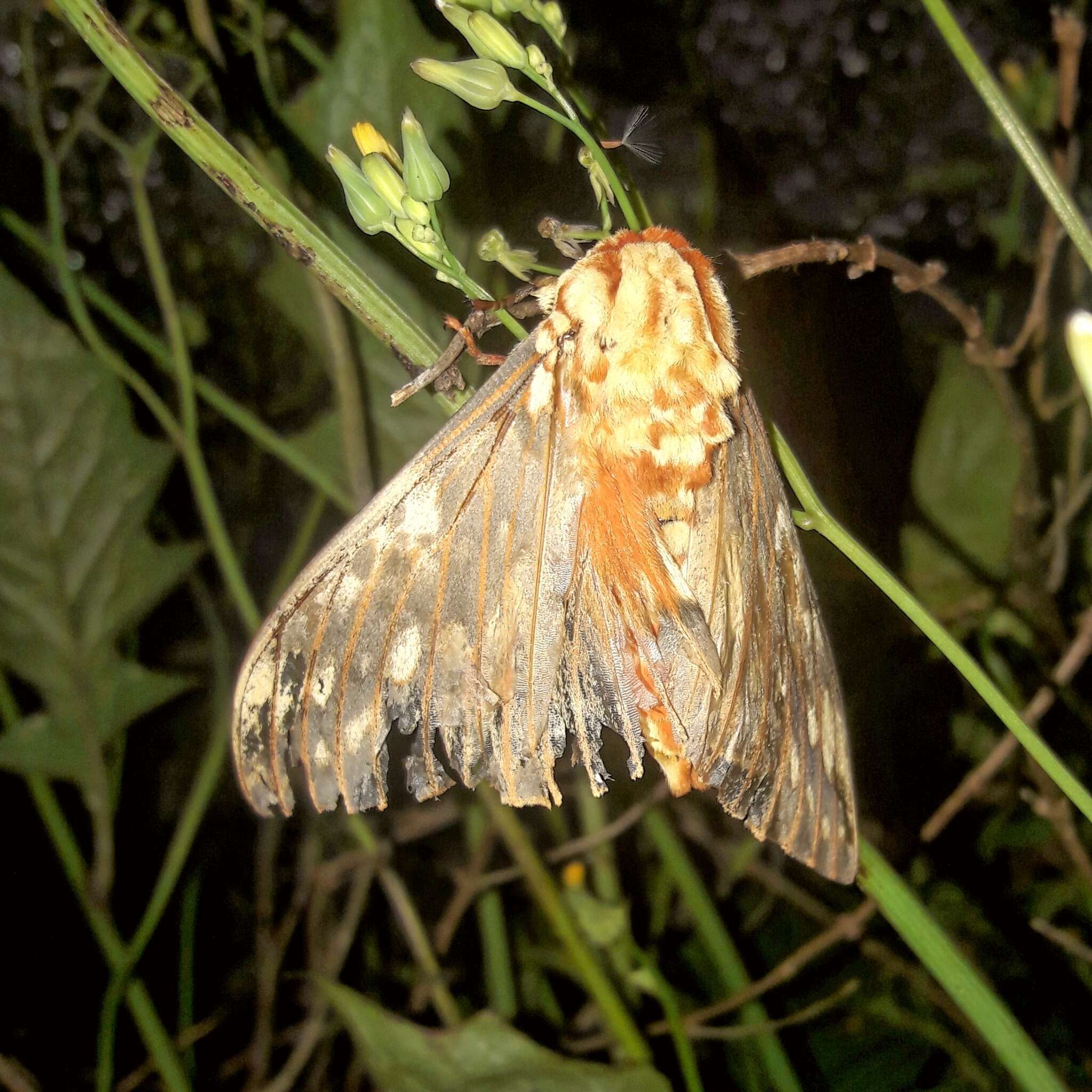 Image of Citheronia brissotii (Boisduval 1868)