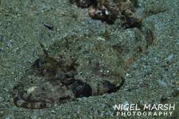 Image of Fringe-eyed flathead