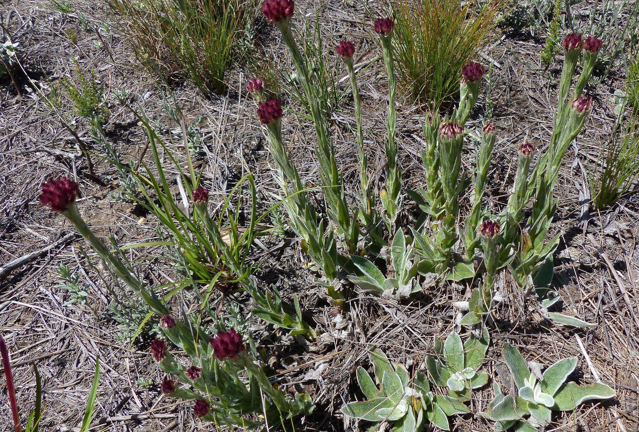 Image de Helichrysum spiralepis Hilliard & Burtt