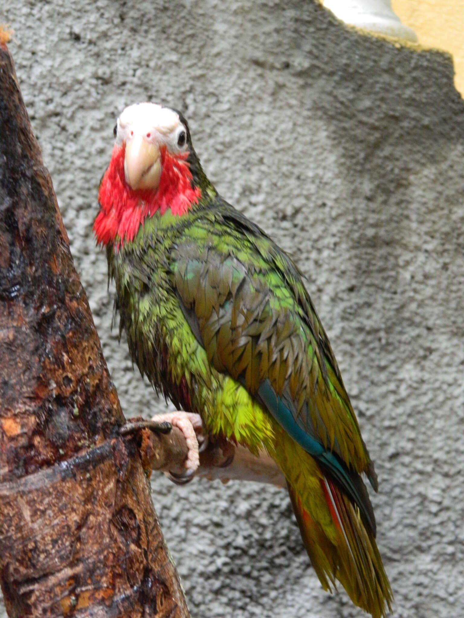 Image of Bahamas Parrot