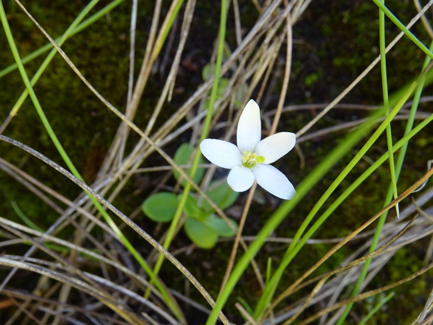 Image of Centaurium scilloides (L. fil.) Samp.