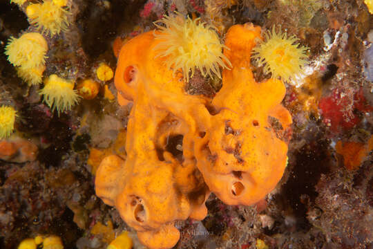 Image of Maltese sponge