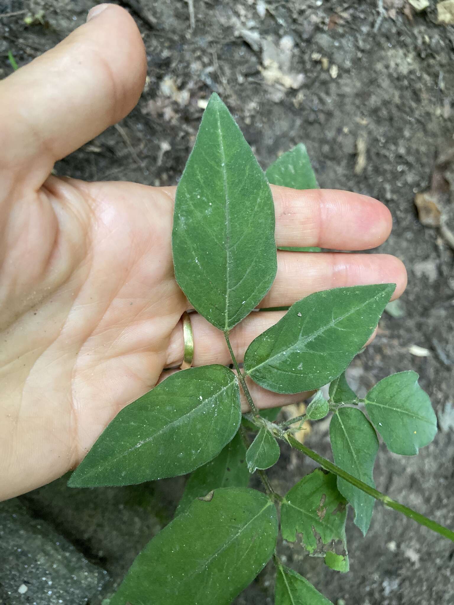 Image of perplexed ticktrefoil