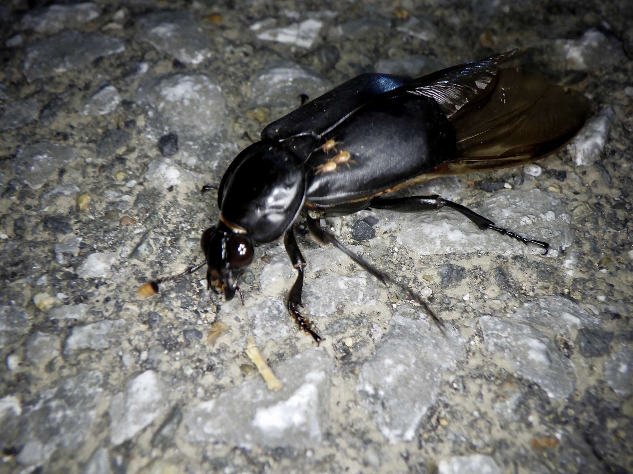 Image of Nicrophorus (Nicrophorus) concolor (Kraatz 1877)