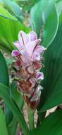 Image de Curcuma rhabdota Sirirugsa & M. F. Newman