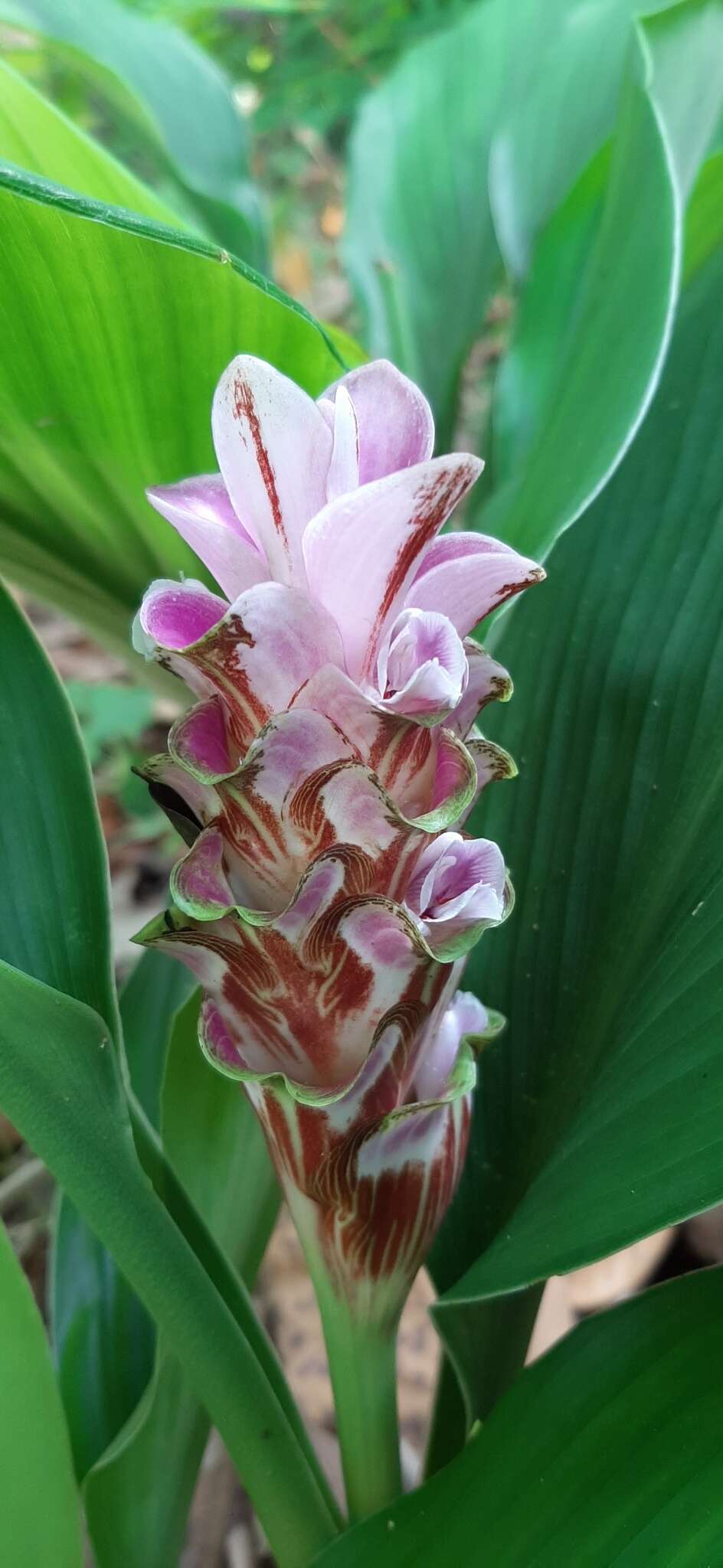 Image of Curcuma rhabdota Sirirugsa & M. F. Newman