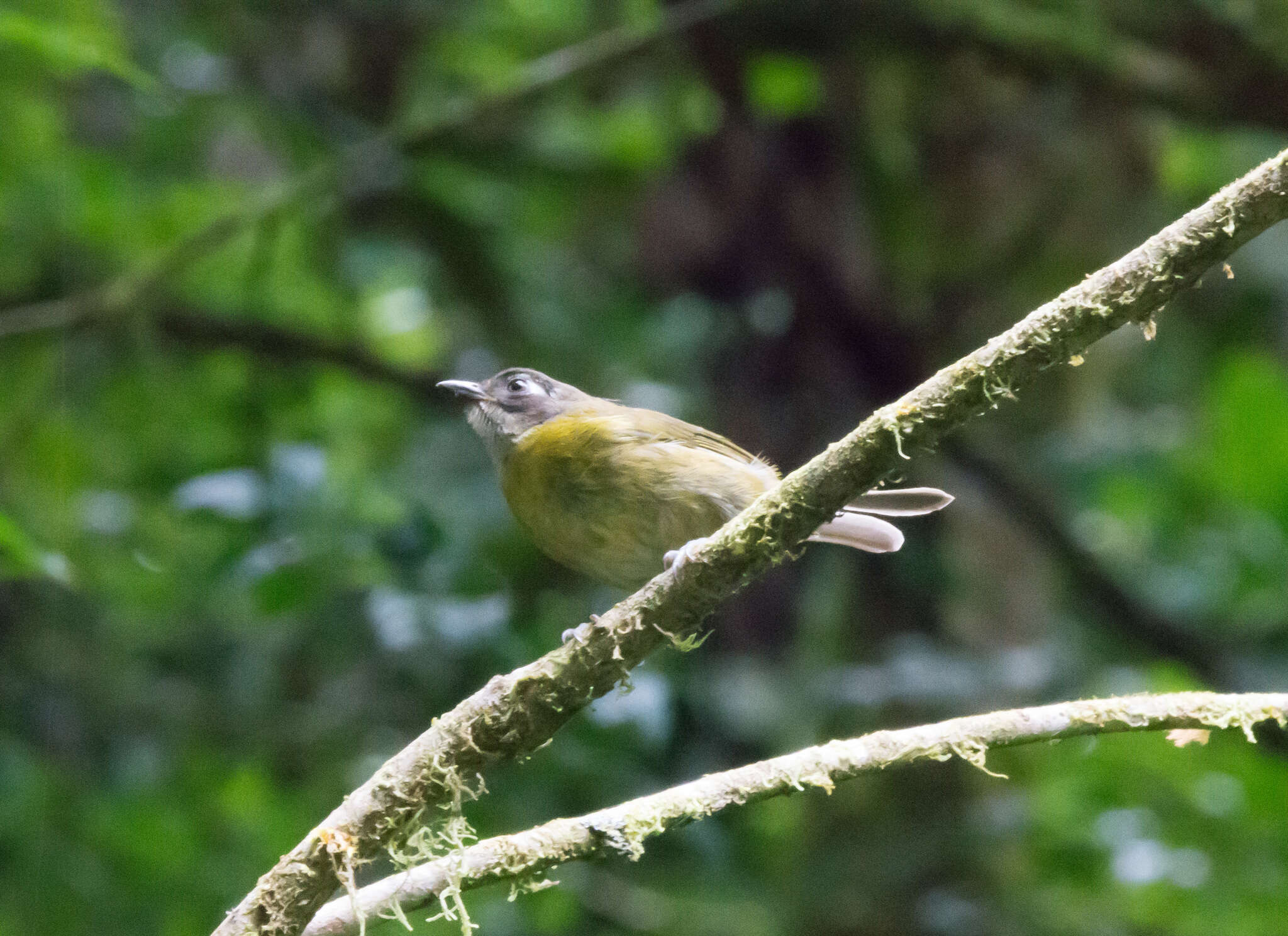 Image of Common Bush Tanager