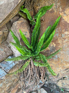 Image de Polystichum kruckebergii W. H. Wagner