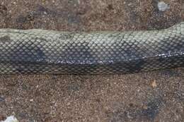 Image of Annulated Sea Snake