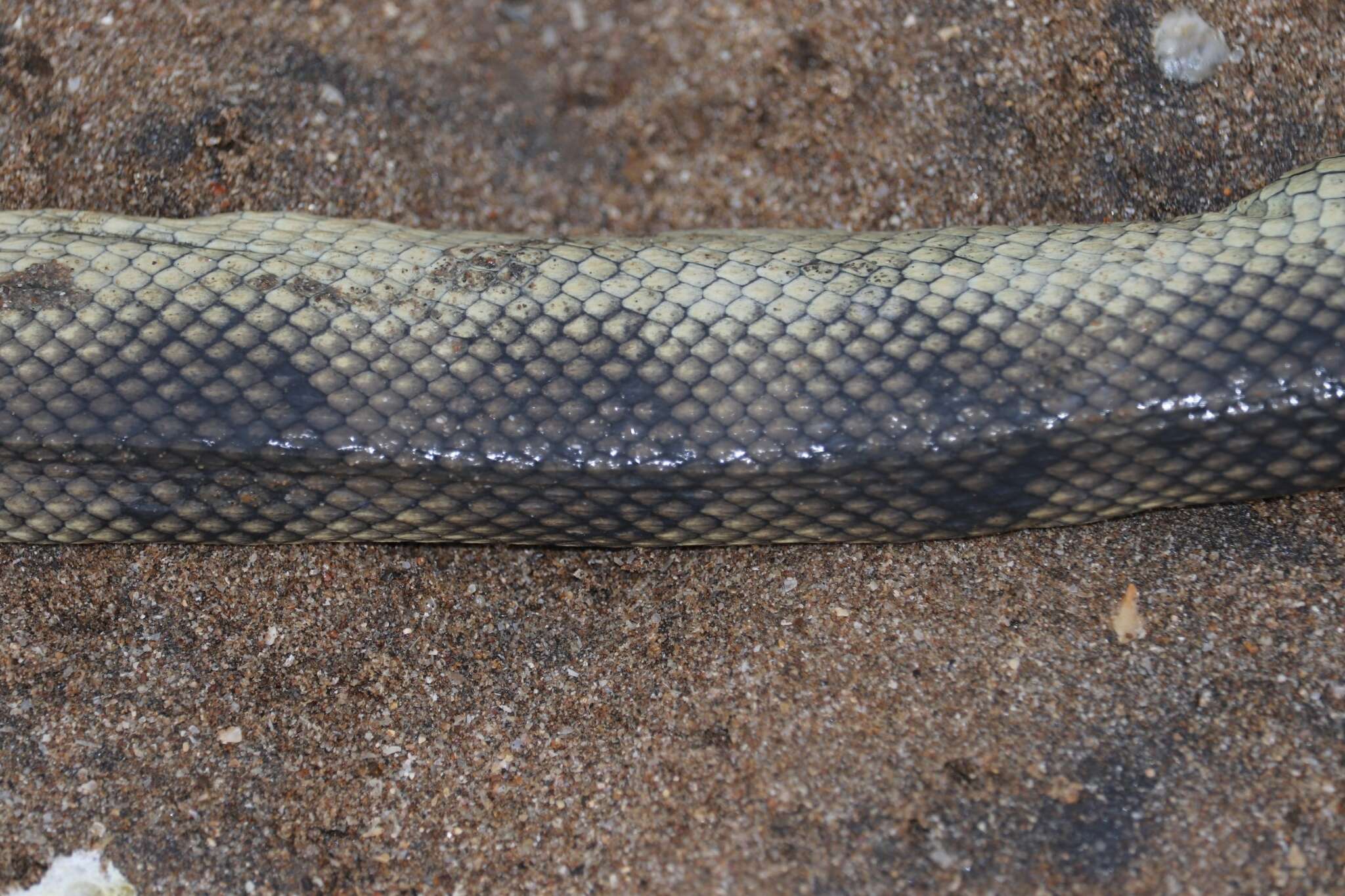 Hydrophis cyanocinctus Daudin 1803 resmi