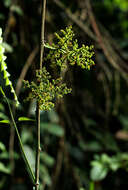 Image of Scepocarpus trinervis (Hochst.) T. Wells & A. K. Monro