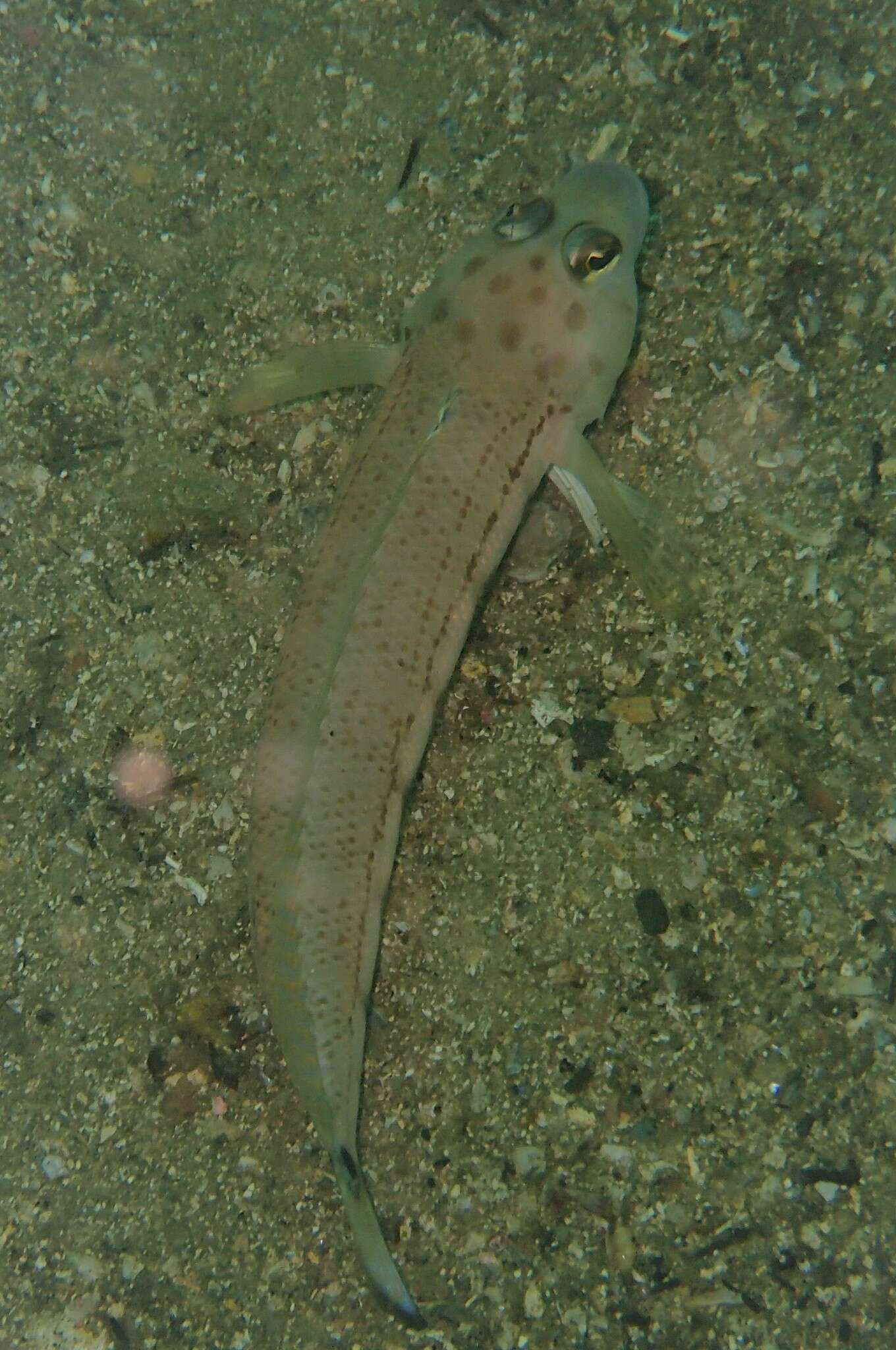 Image of Ramsay&#39;s grubfish