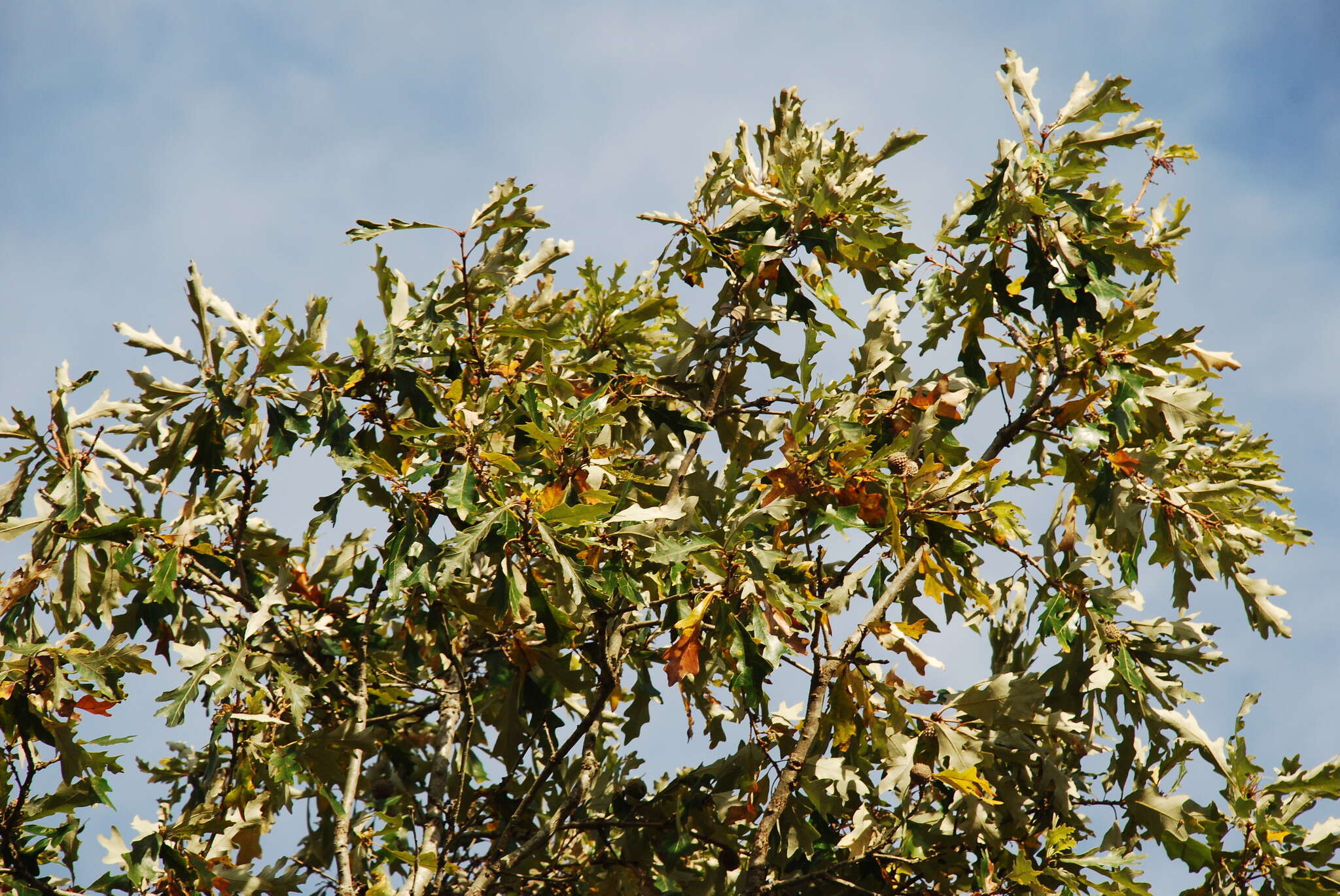 Quercus lyrata Walter resmi