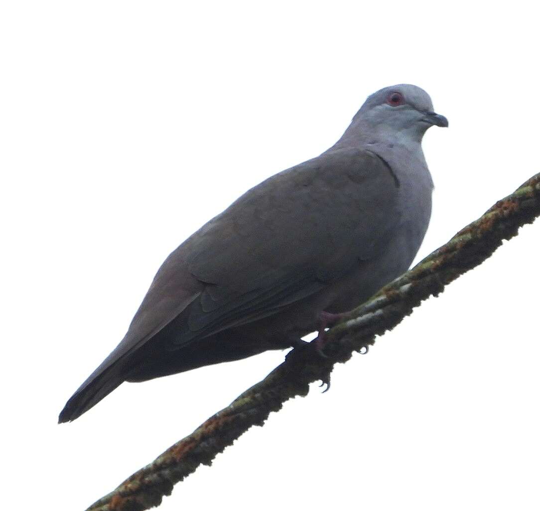 Image of Dusky Pigeon