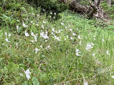 Image of Codonorchis