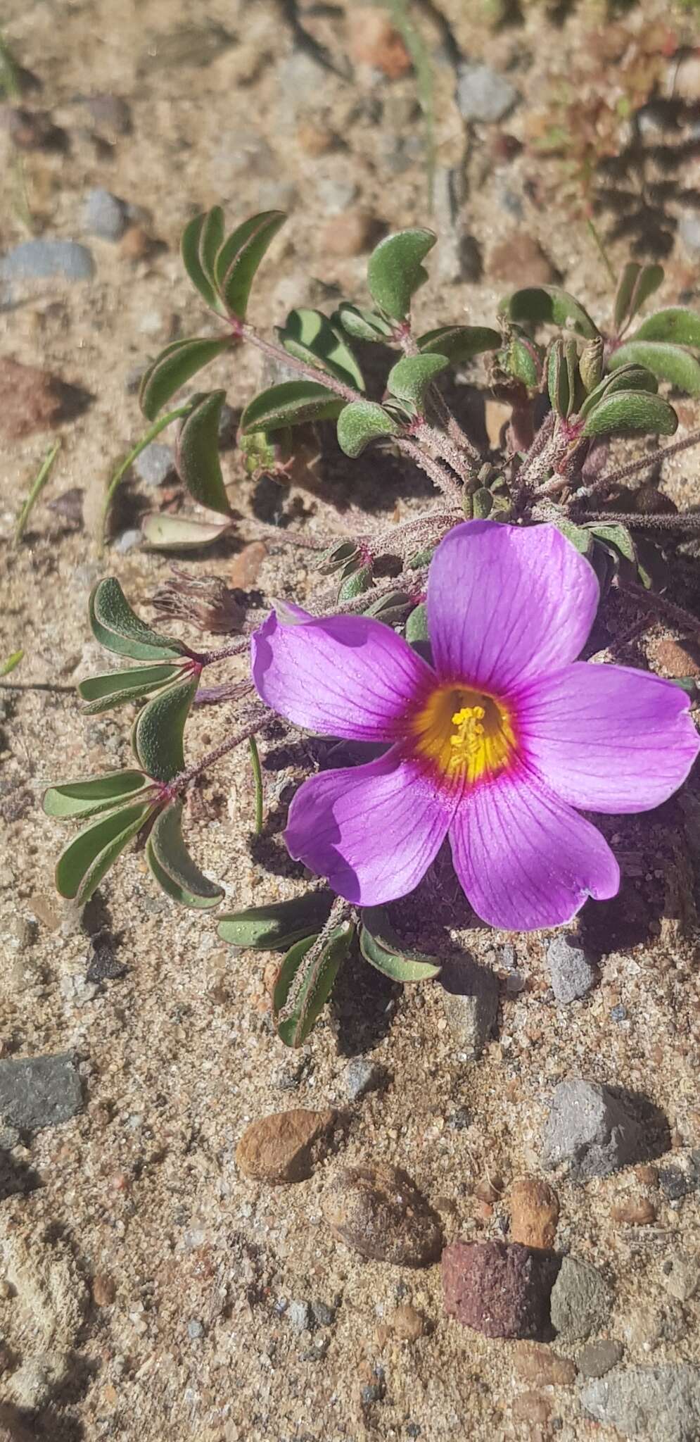 Image of Oxalis callosa Knuth