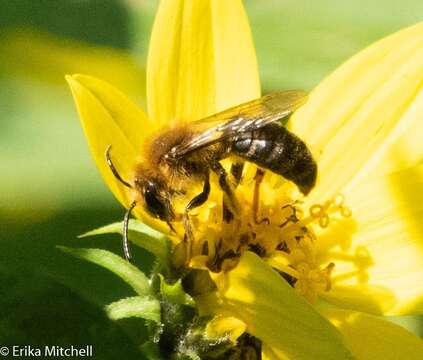 Image of Sunflower Andrena