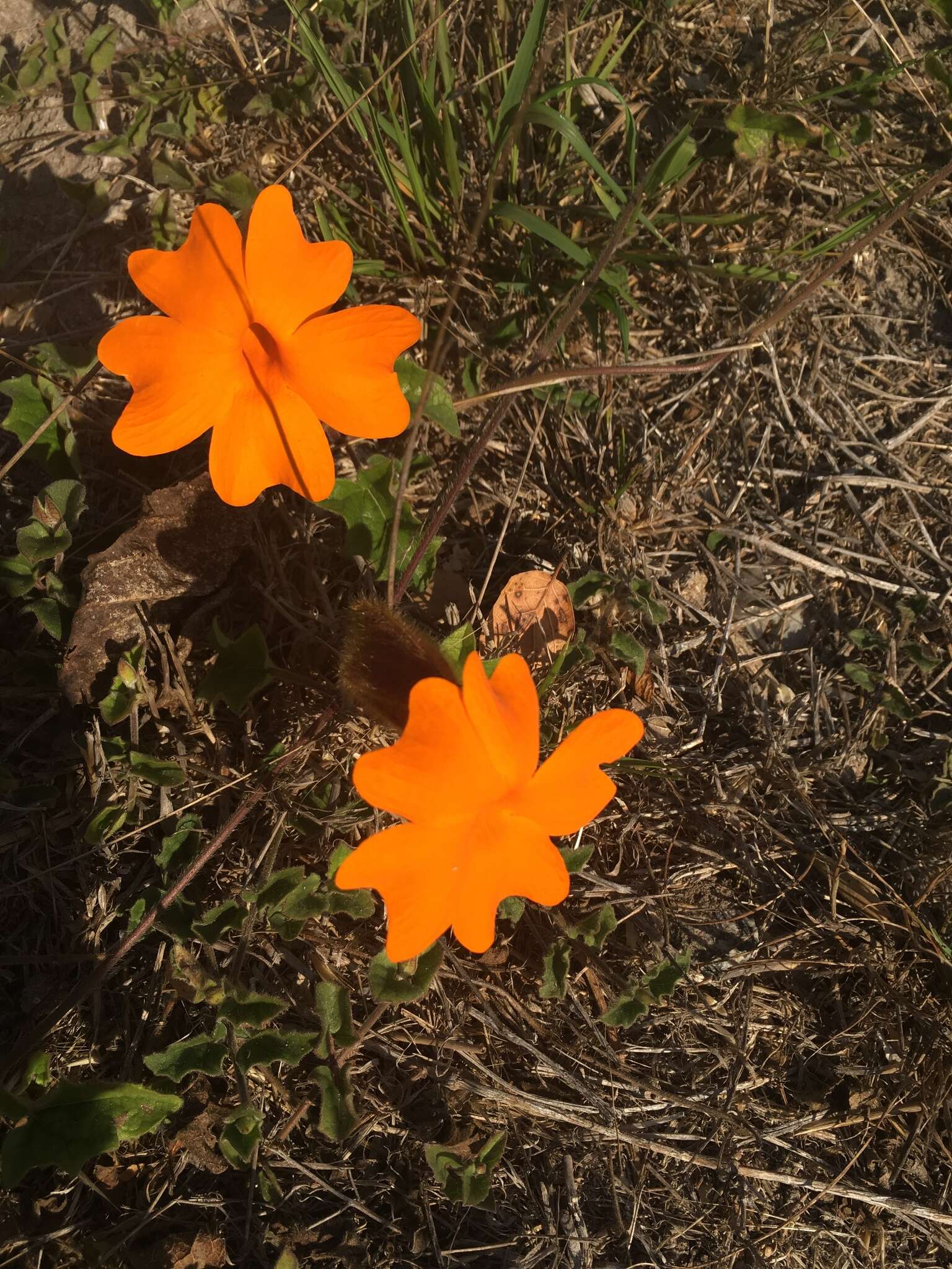 Image of Thunbergia gregorii S. Moore