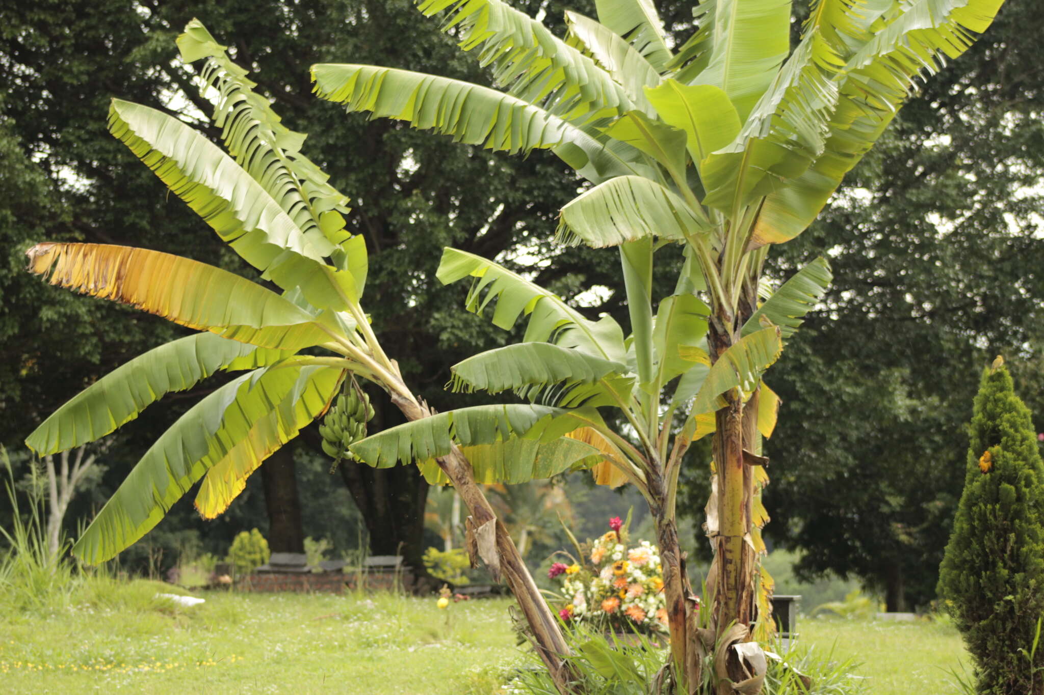 Image of edible banana