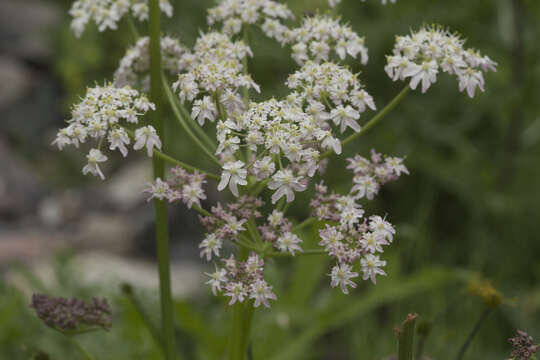 Image of Heracleum freynianum Somm. & Levier