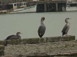 Image of Phalacrocorax punctatus punctatus (Sparrman 1786)