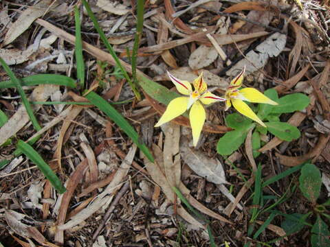 Image of Caladenia flava R. Br.