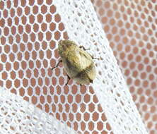 Image of Leafhopper