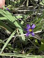 Слика од Sisyrinchium idahoense var. occidentale (E. P. Bicknell) Douglass M. Hend.