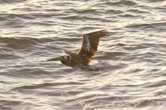 Image of Peruvian Pelican