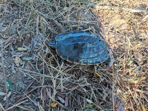 Image of Malayan snail-eating turtle