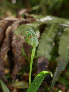 Image of Mountain greenhood