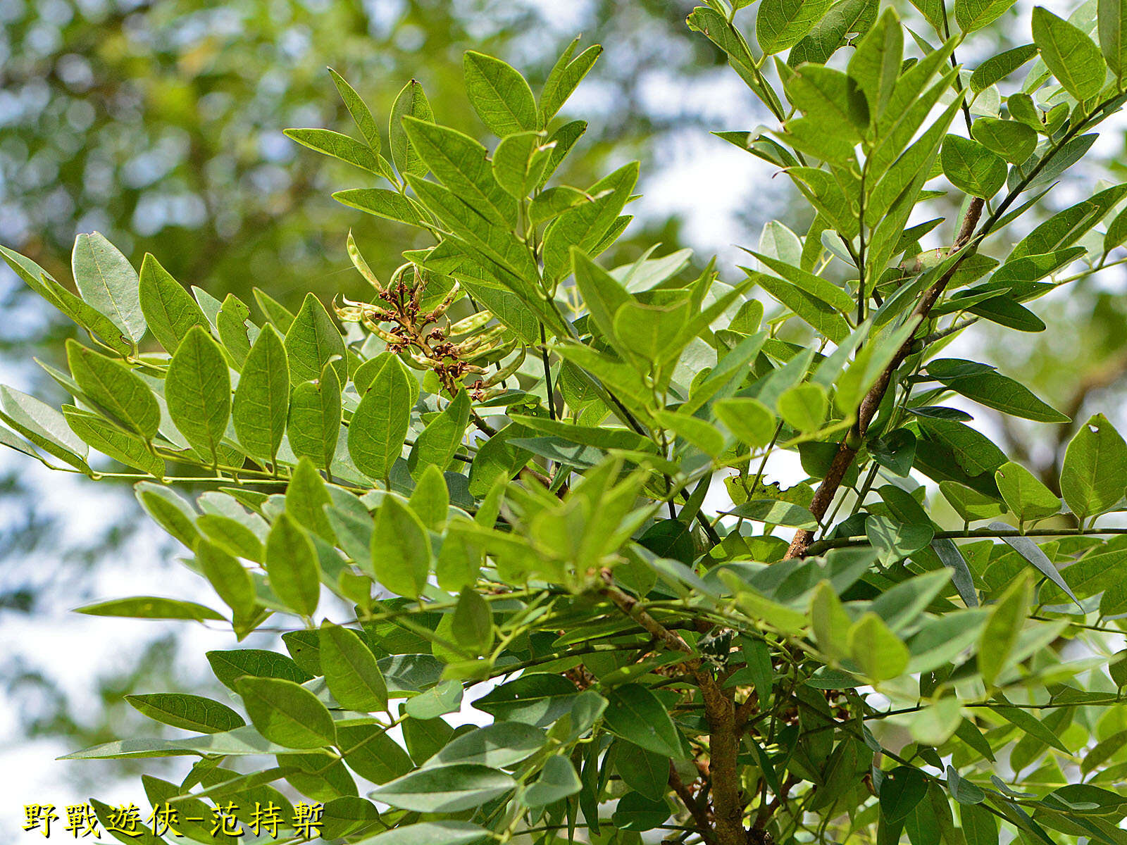 Imagem de Maackia taiwanensis H. Hoshi & H. Ohashi