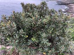 Image of yellow-boxwood