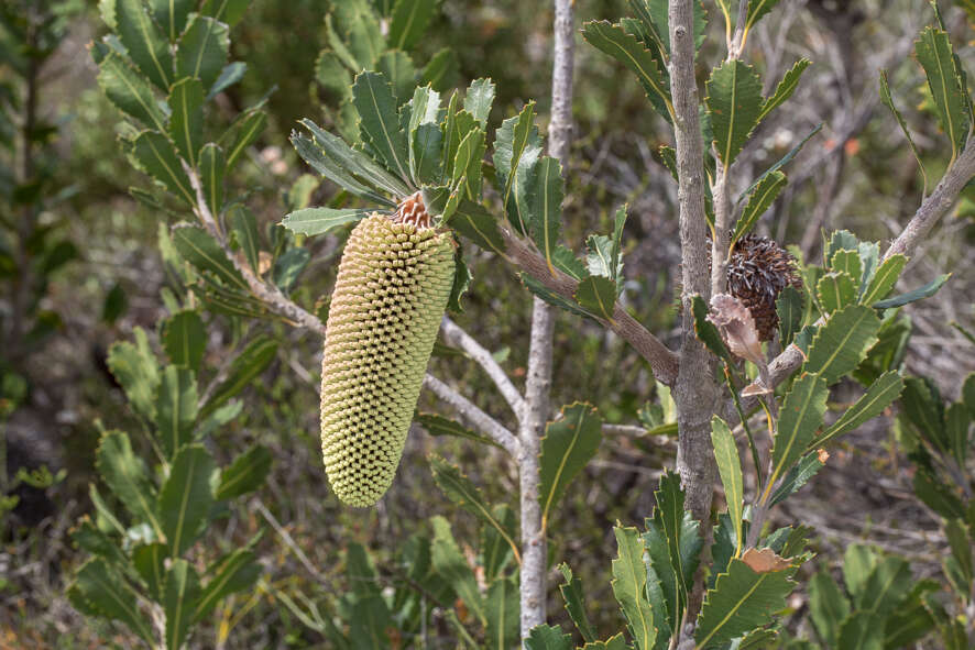 Image of Banksia lemanniana Meissn.