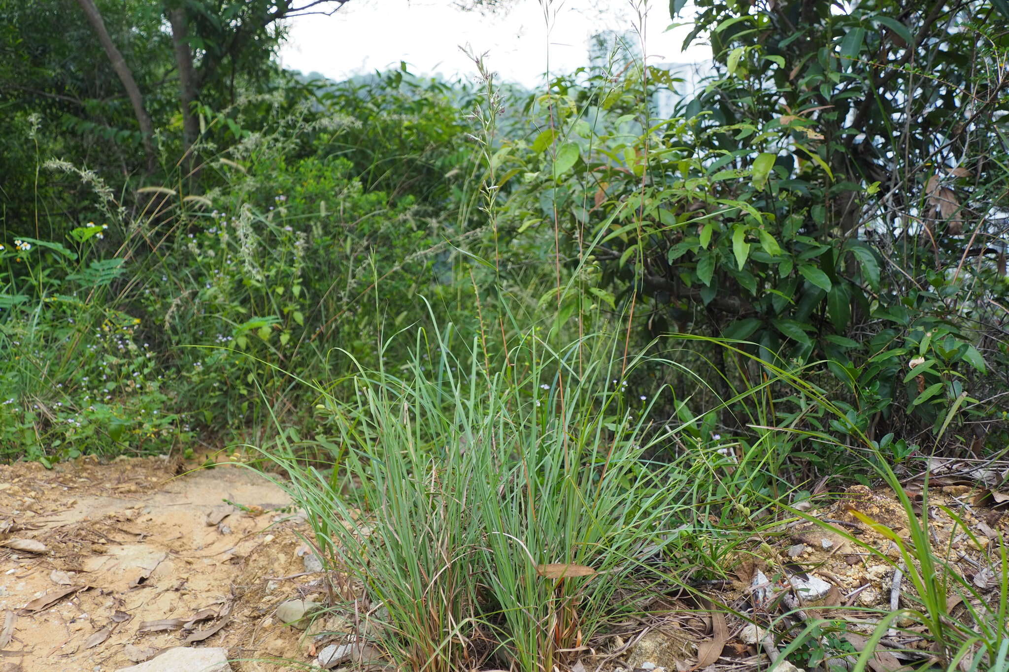 Image of Cymbopogon goeringii (Steud.) A. Camus