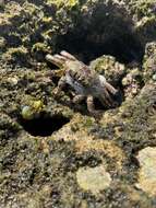 Image of scaly rock crab